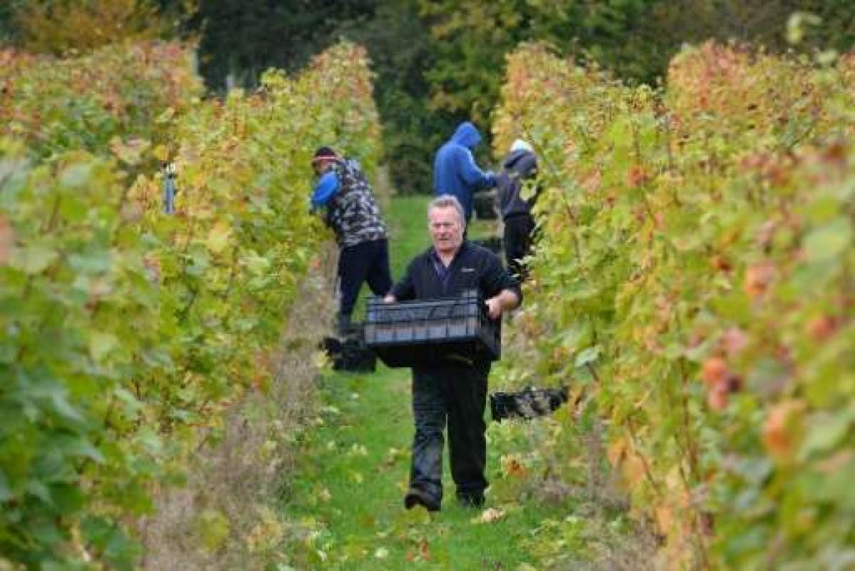 Plumpton harvest (1)
